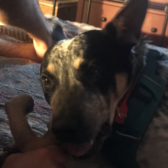 Meet your Posher, Sam - Picture 1 of 1